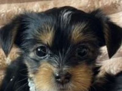 Purebred Yorkshire Terrier (Yorkie) puppies - Perfect Yorkie Easter Basket Stuffers