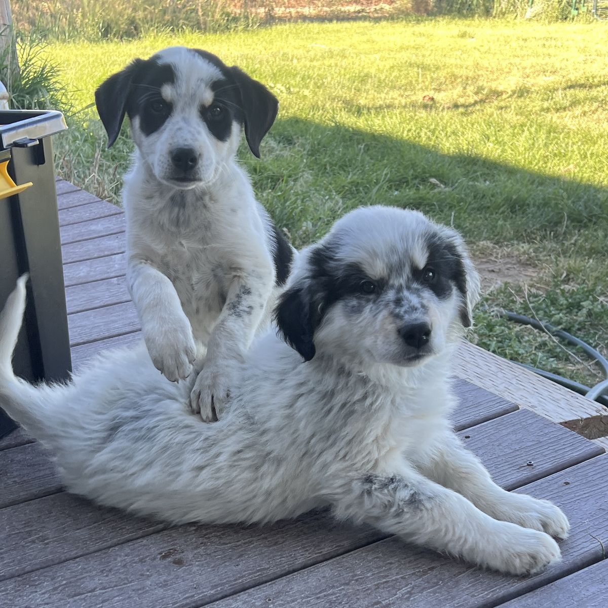 Griffin Wirehair, Pyrenees, Australian Shepard