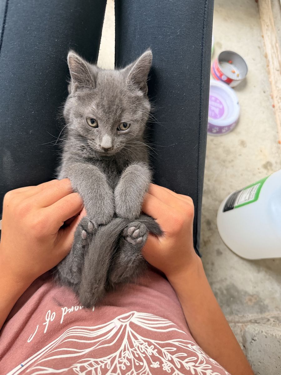 Kitten