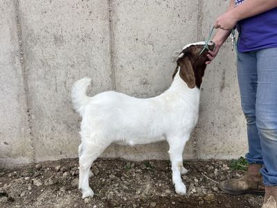 Boer Goat For Sale