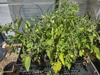 Tomato plants for sale