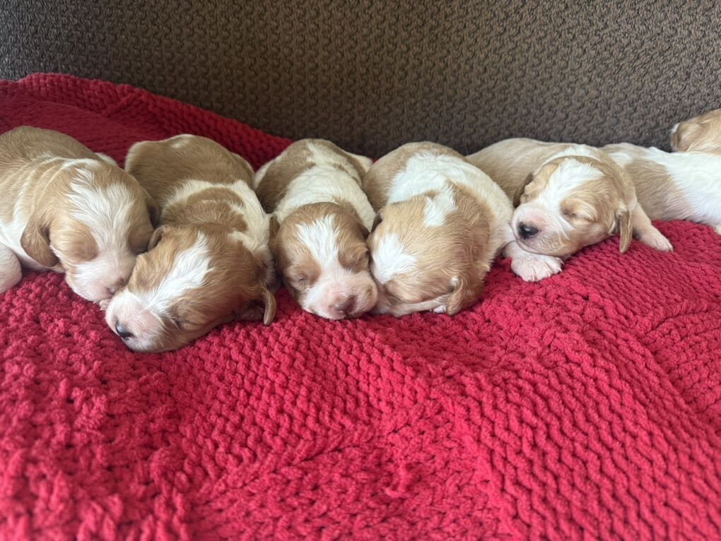 AKC Brittany Spaniel Puppies