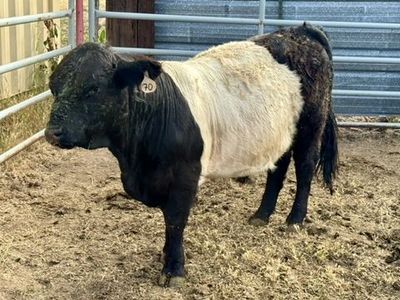 Mid Belted Galloway Bull - 16 Mos UT