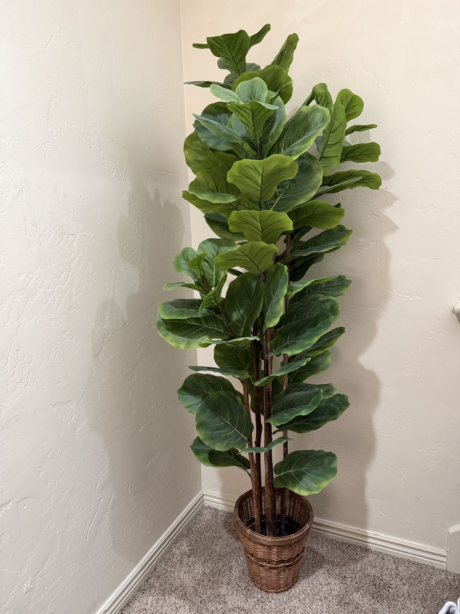 6 ft Large Artificial Fiddle Leaf Fig Tree in Woven Basket, realistic faux plant decor
