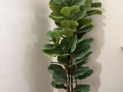 6 ft Large Artificial Fiddle Leaf Fig Tree in Woven Basket, realistic faux plant decor