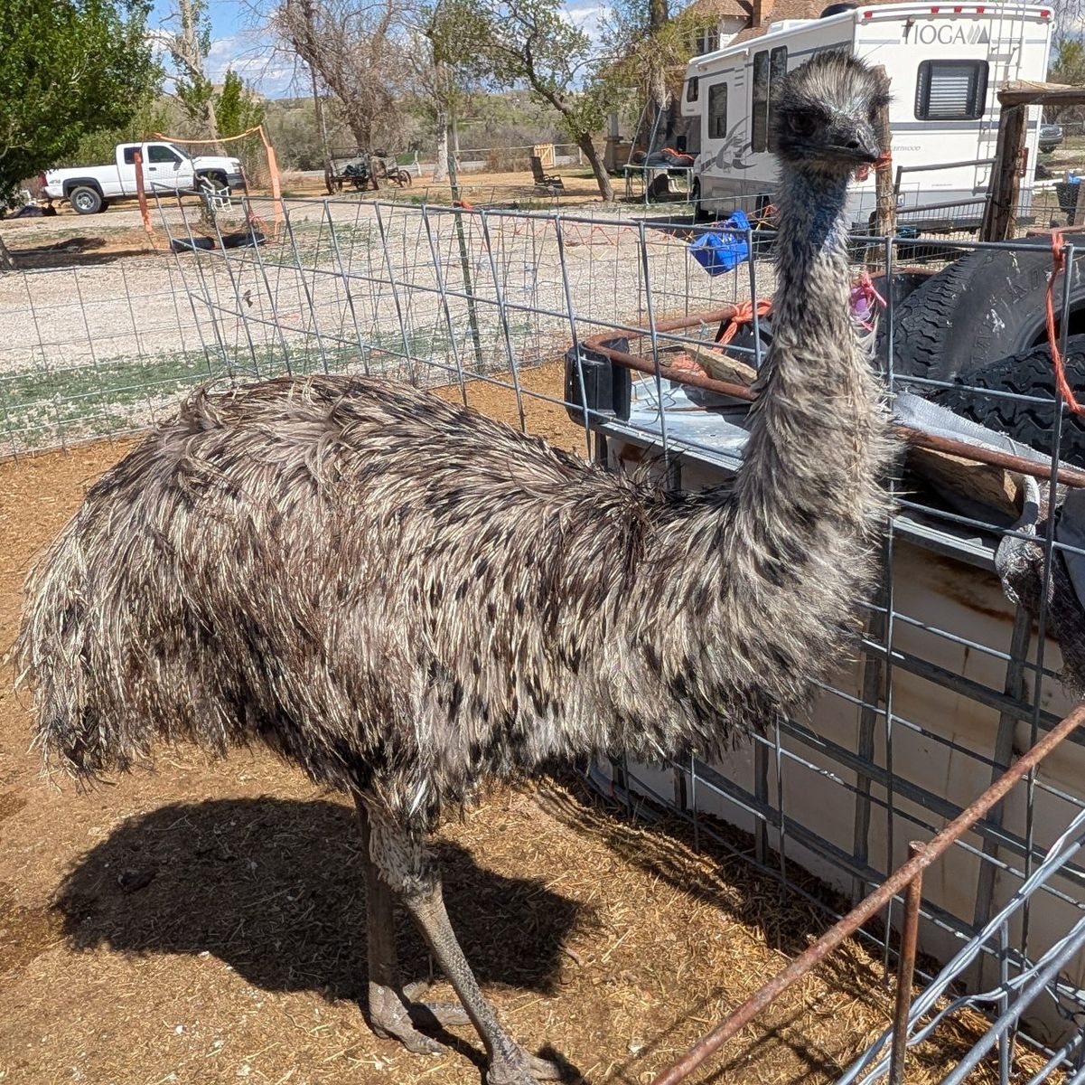 Emu's