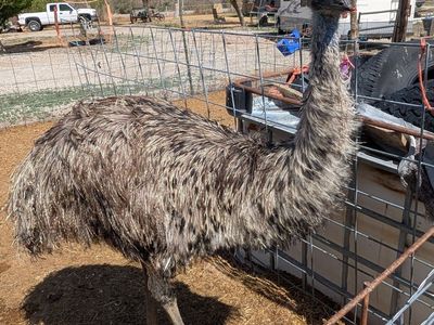 Emu's
