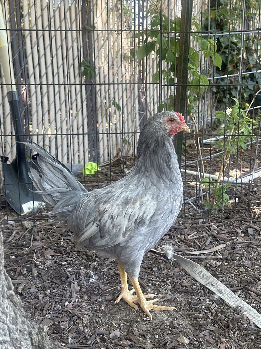 Four 10 week Cockerels/Roosters 4 for $15