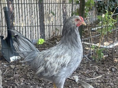 Four 10 week Cockerels/Roosters 4 for $15