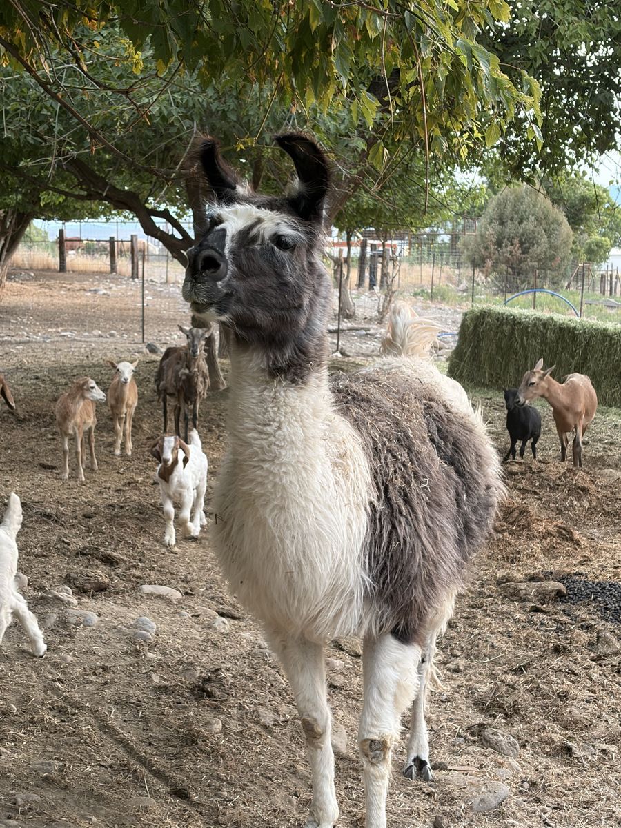Pregnant llama