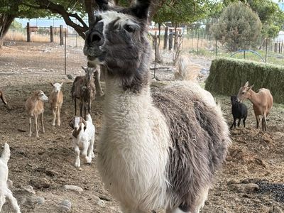 Pregnant llama
