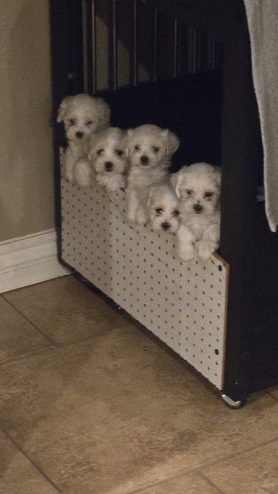 Malshi puppies for sale