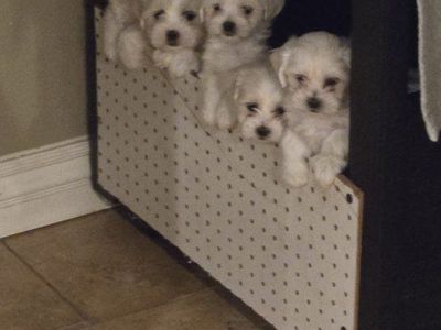 Malshi puppies for sale