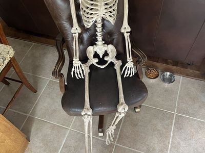 Poseable large, tall skeleton ready for Halloween.