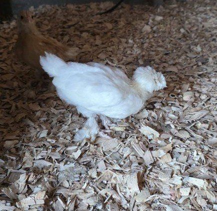 rare sultan chicks