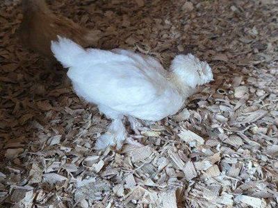 rare sultan chicks