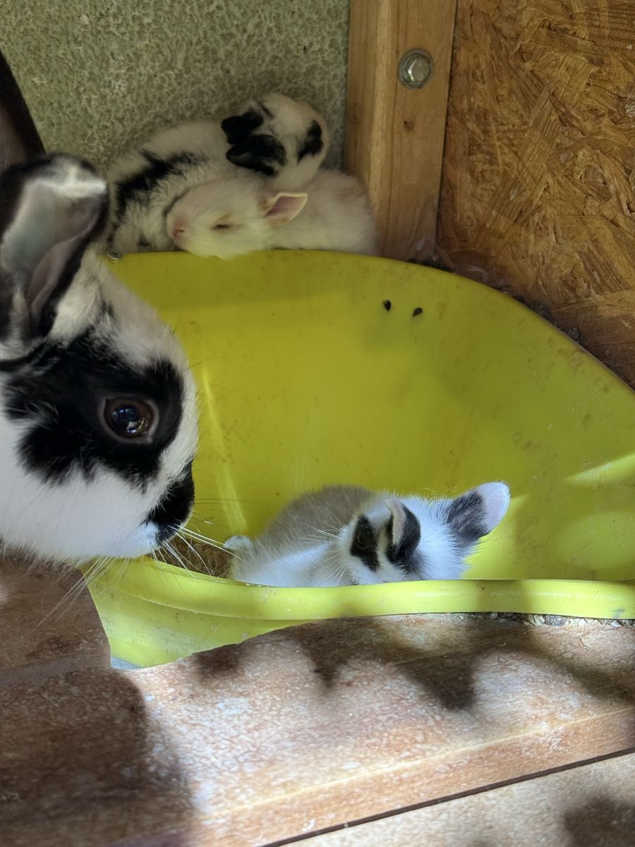 Free adult rabbits