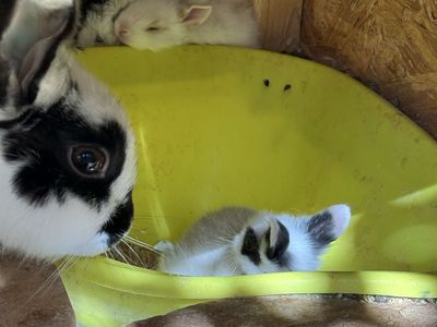 Free adult rabbits