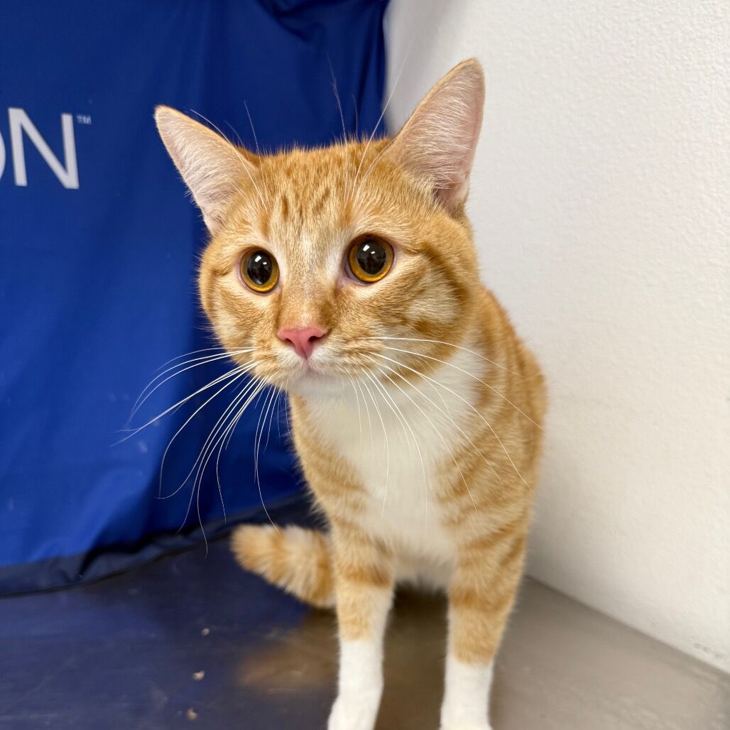 Hello my name is Cheeto