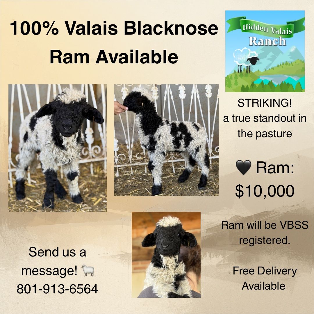 Spotted “spitti” 100% Valais Blacknose Ram
