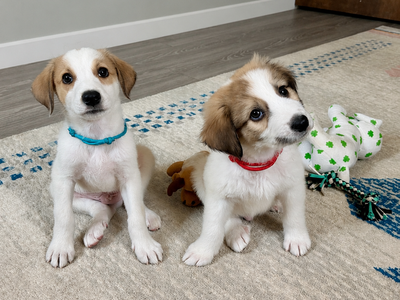 Great Pyrenees/Anatolian Mix Puppies