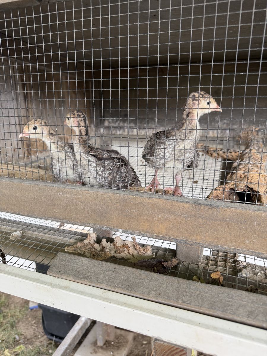 Young Turkey Poults (Unsexed) - Livestock