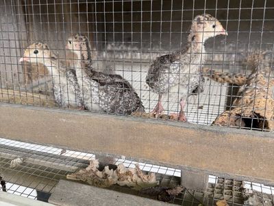 Young Turkey Poults (Unsexed) - Livestock