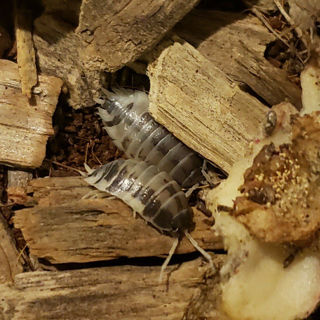Dairy Cow Isopods