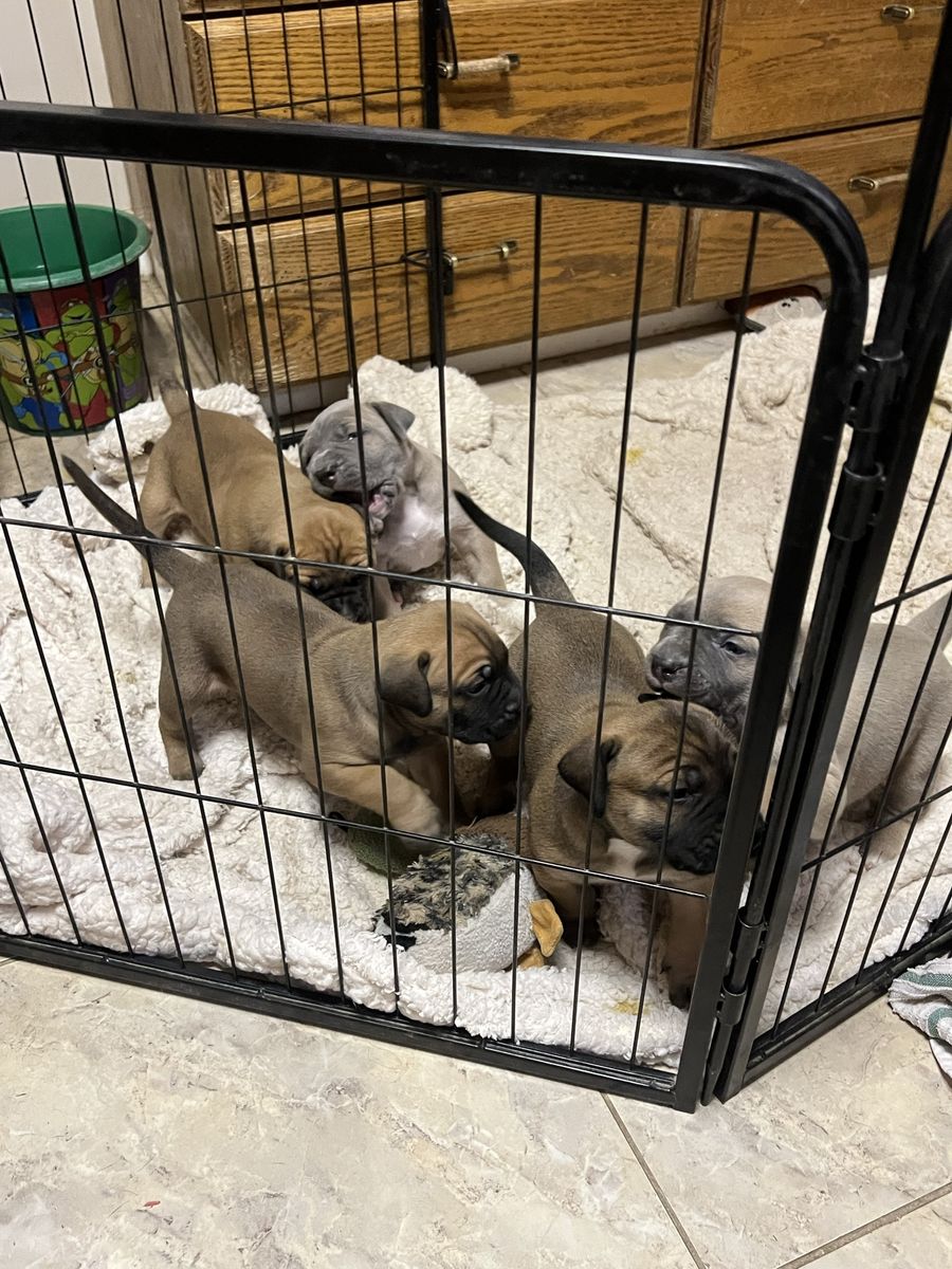 Mixed Perro de Presa Canario puppies
