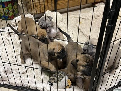 Mixed Perro de Presa Canario puppies