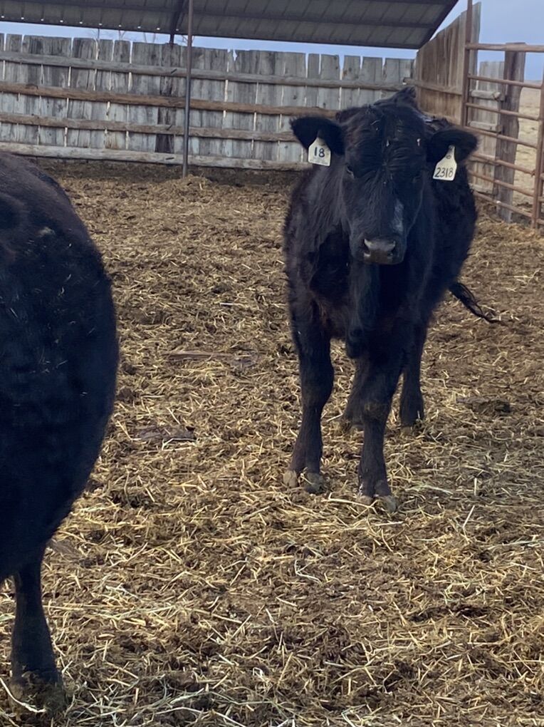 Fall Calving Cows