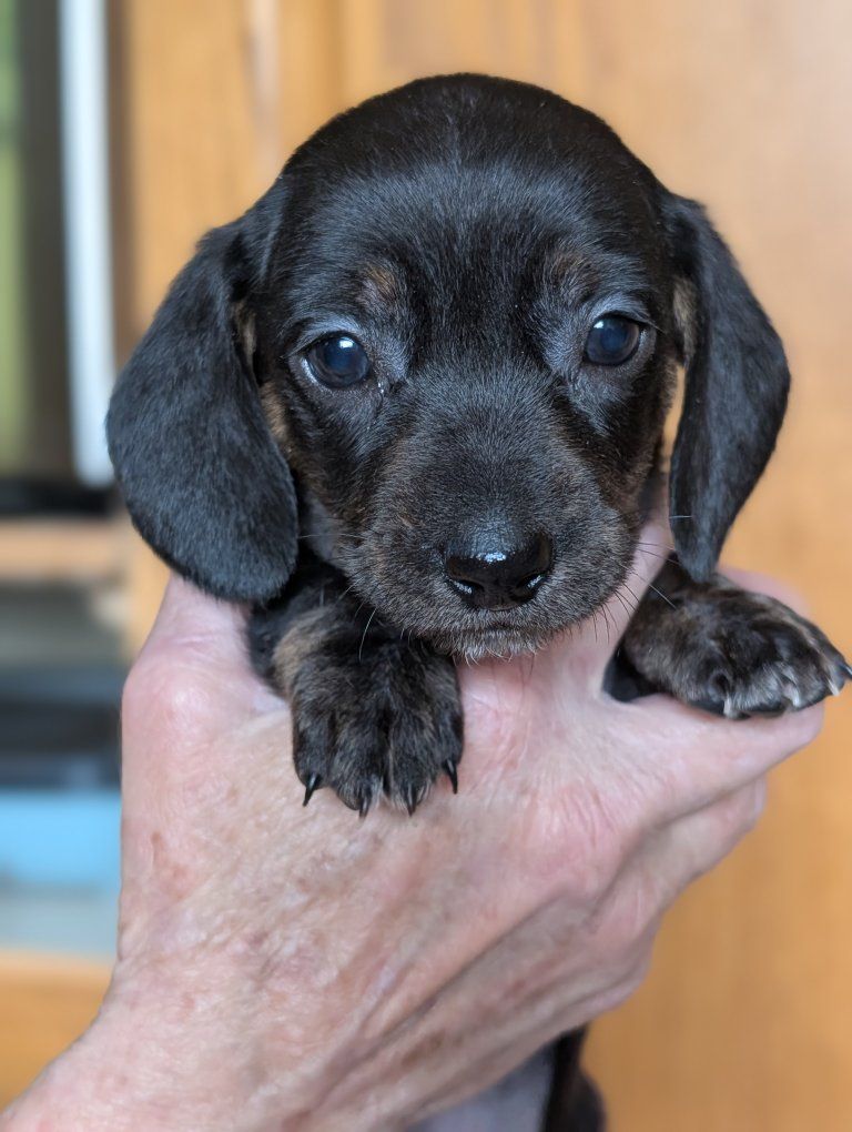 Dachshund Puppies – Ready Soon!