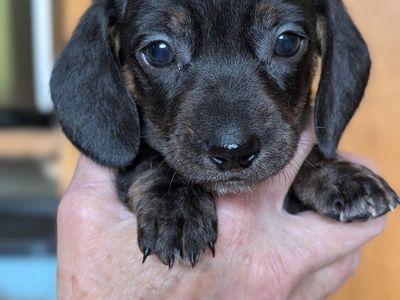 Dachshund Puppies – Ready Soon!