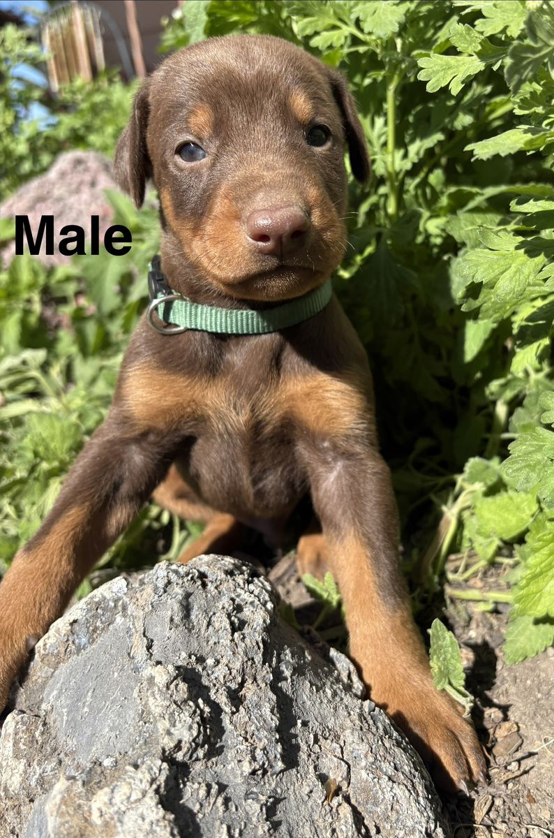 AKC Doberman Puppies