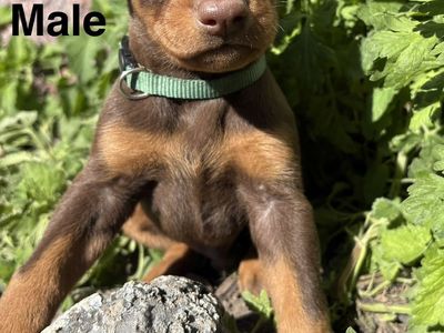 AKC Doberman Puppies