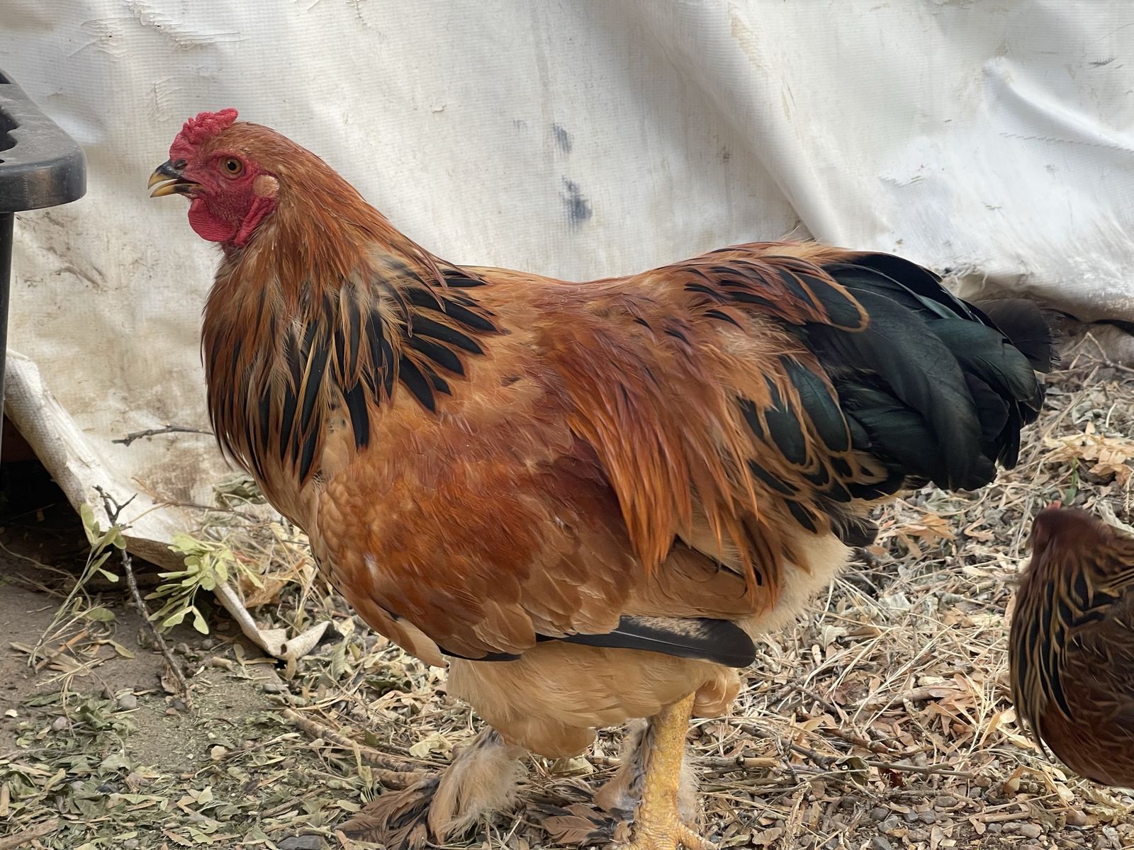 Young 4-Month-Old Rooster - Seeking Good Home