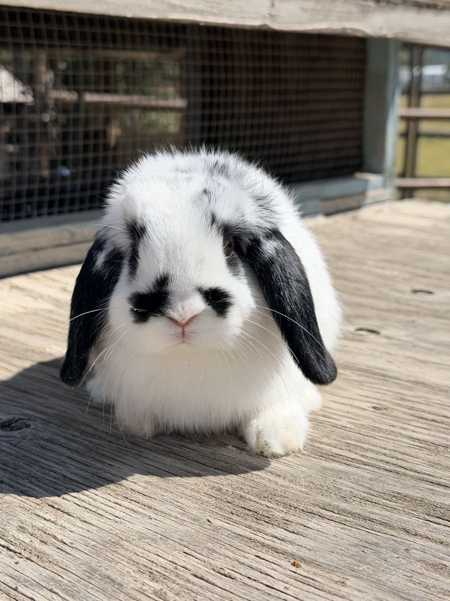 Holland Lop Baby Doe