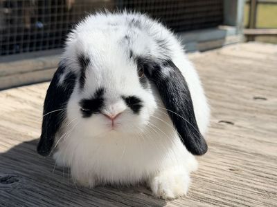 Holland Lop Baby Doe