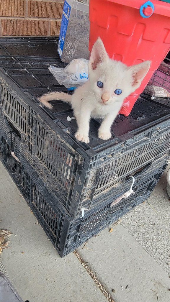 Kittens!!!
