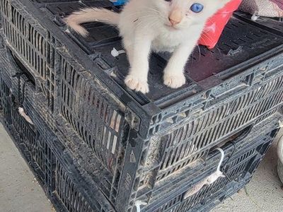 Kittens!!!
