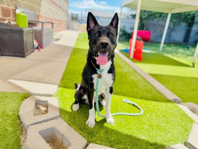 A162956 Sparta is Available for Adoption!
