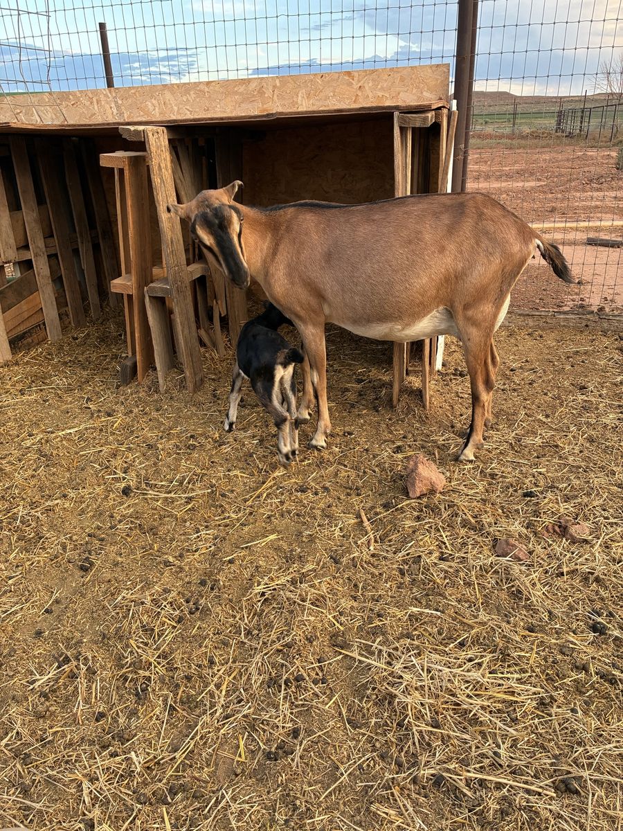 Lamancha with kid