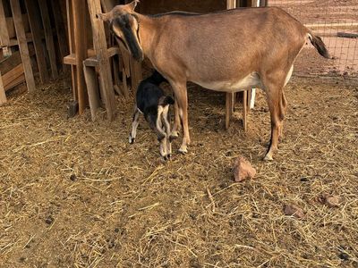 Lamancha with kid
