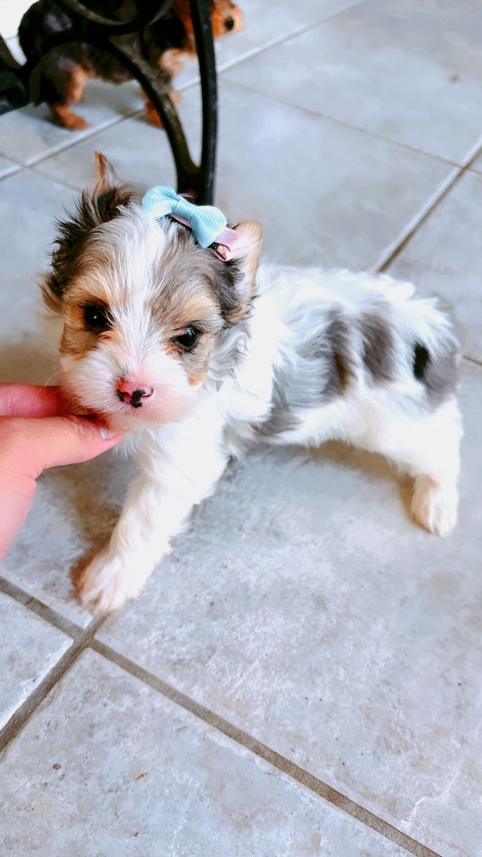 Merle Yorkies Puppies