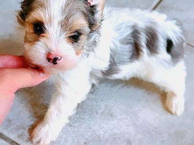 Merle Yorkies Puppies