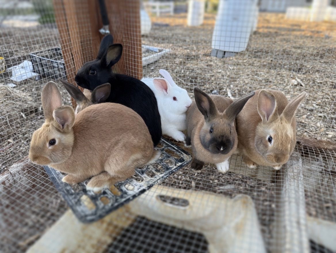 New Zealand Rabbits, 9 weeks old.