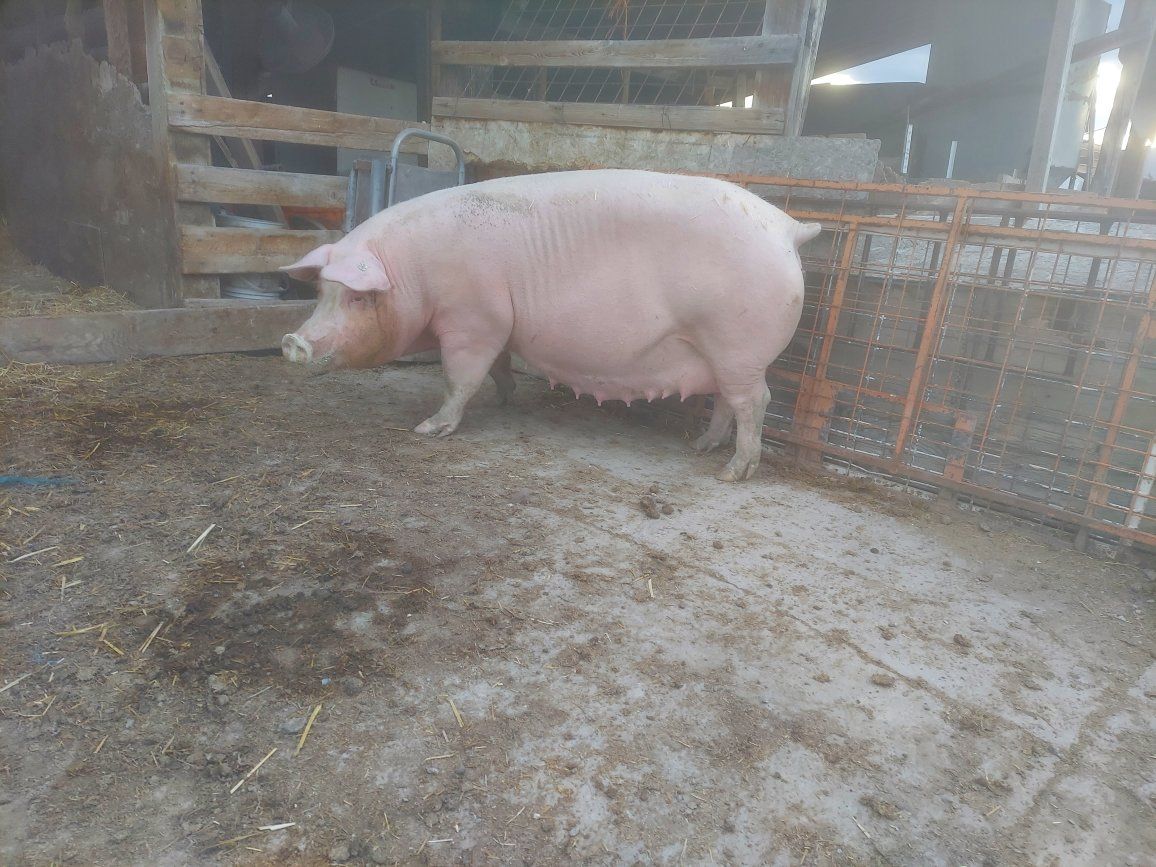 LANDRACE X YORKSHIRE SOW