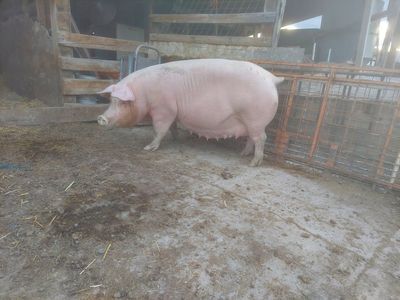 LANDRACE X YORKSHIRE SOW