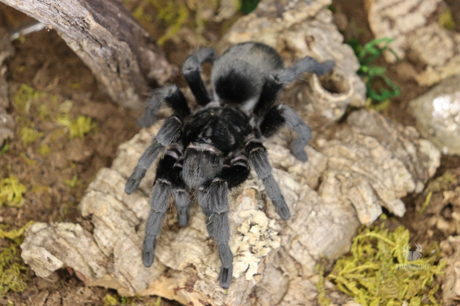 Tarantulas Updateed 3/25/26 Males, Females...