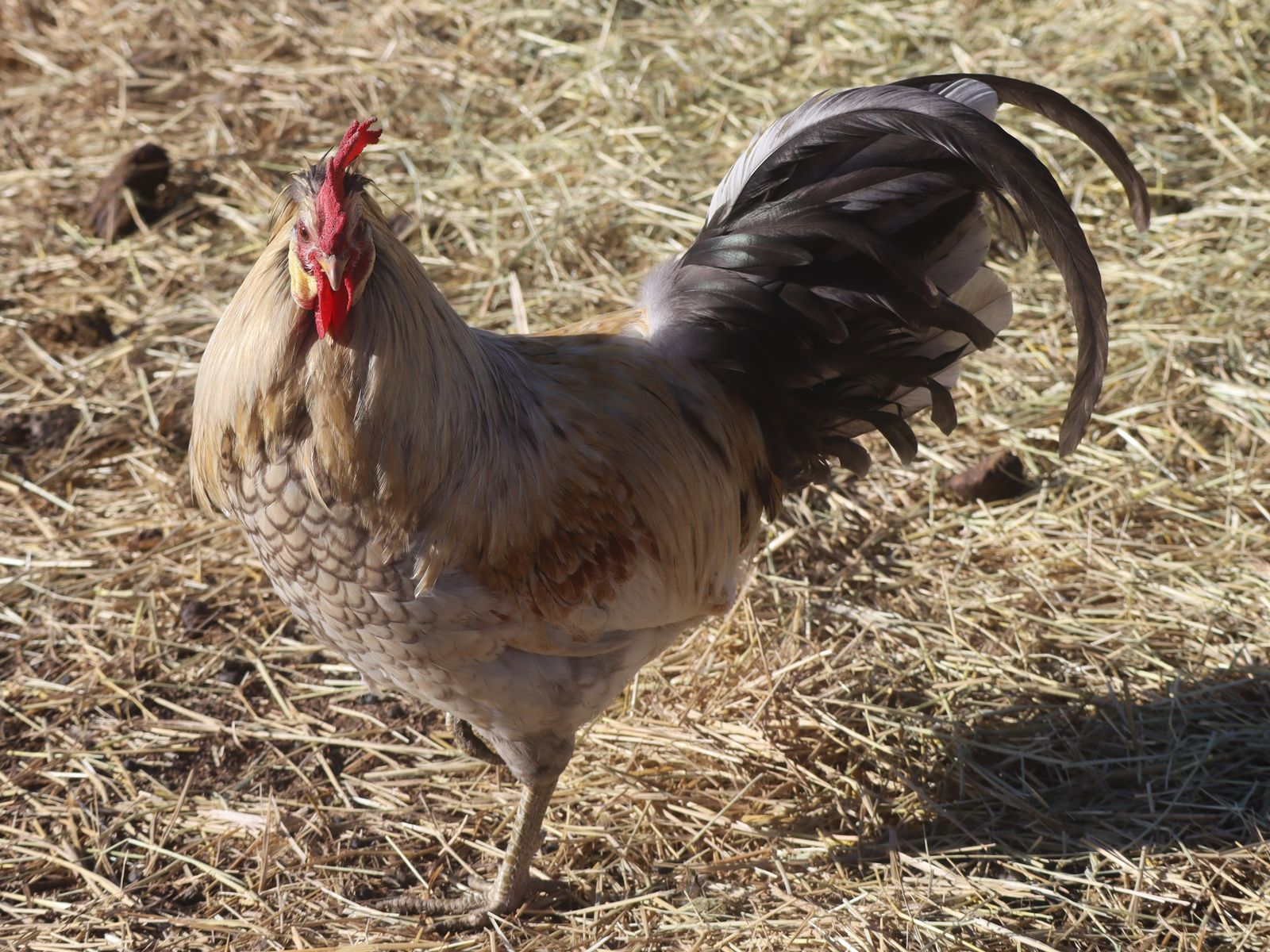 Icelandic Roosters